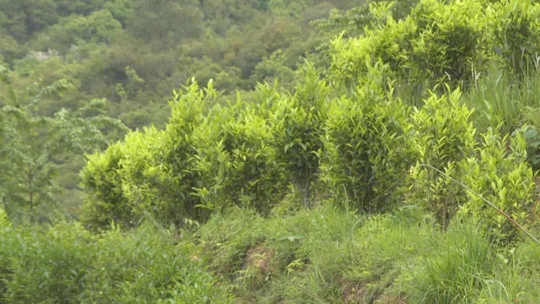 茶叶种植地区_茶叶种植管理技术和施肥方法_茶叶种植