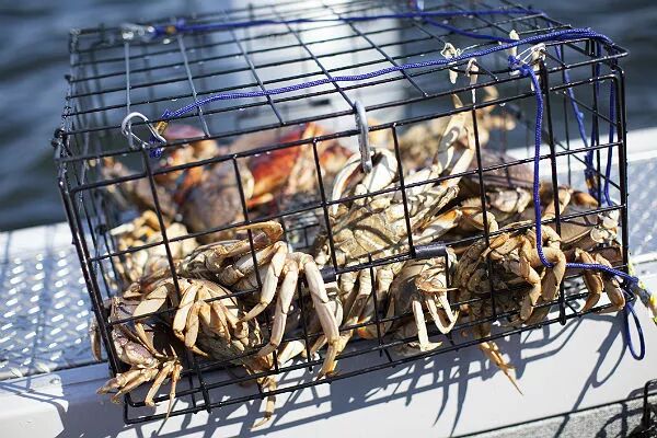 下面这种尼龙网的笼子的好处是拿着轻便,但是螃蟹会爬出去,所以必须