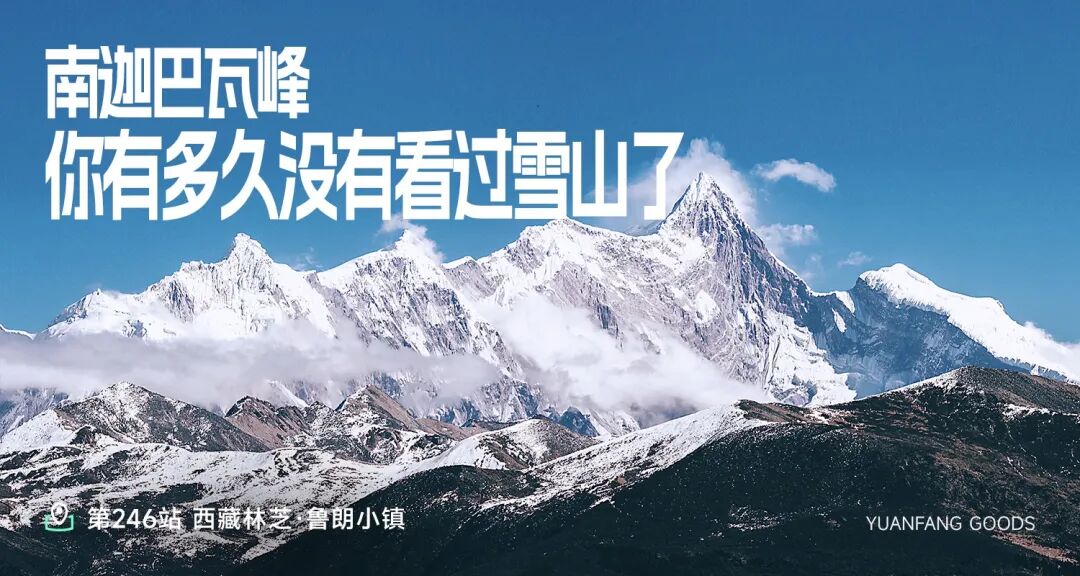 我们的仙草灵芝在林芝 - 第1张