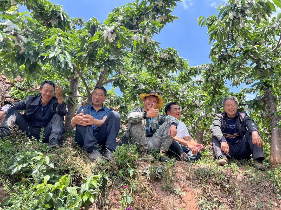 聊聊远方好物的高海拔山地车厘子的故事 - 第1张