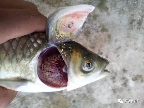 鱼类各种烂鳃的解析与治疗 我们不是药神 我们提供合理的治疗方案 广州骏杰 微信公众号文章阅读 Wemp
