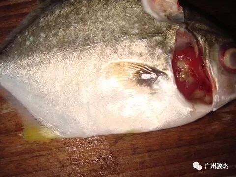 鱼类各种烂鳃的解析与治疗 我们不是药神 我们提供合理的治疗方案 广州骏杰 微信公众号文章阅读 Wemp