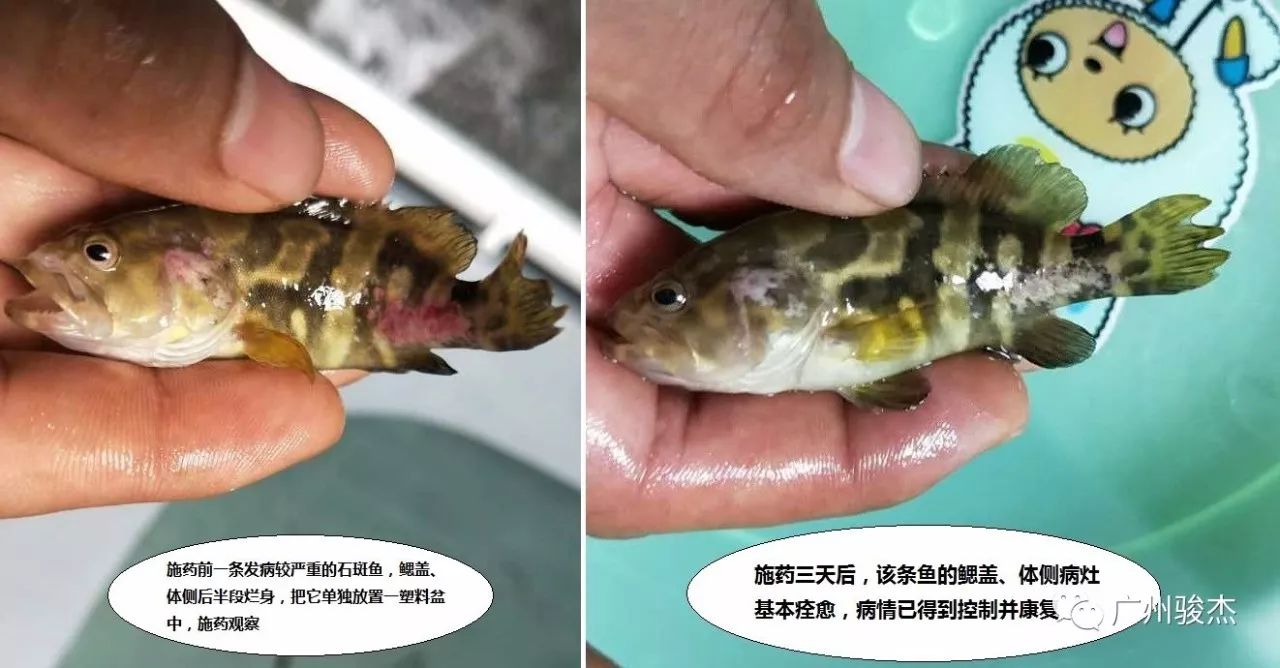 石斑魚爛身,爛尾的處理