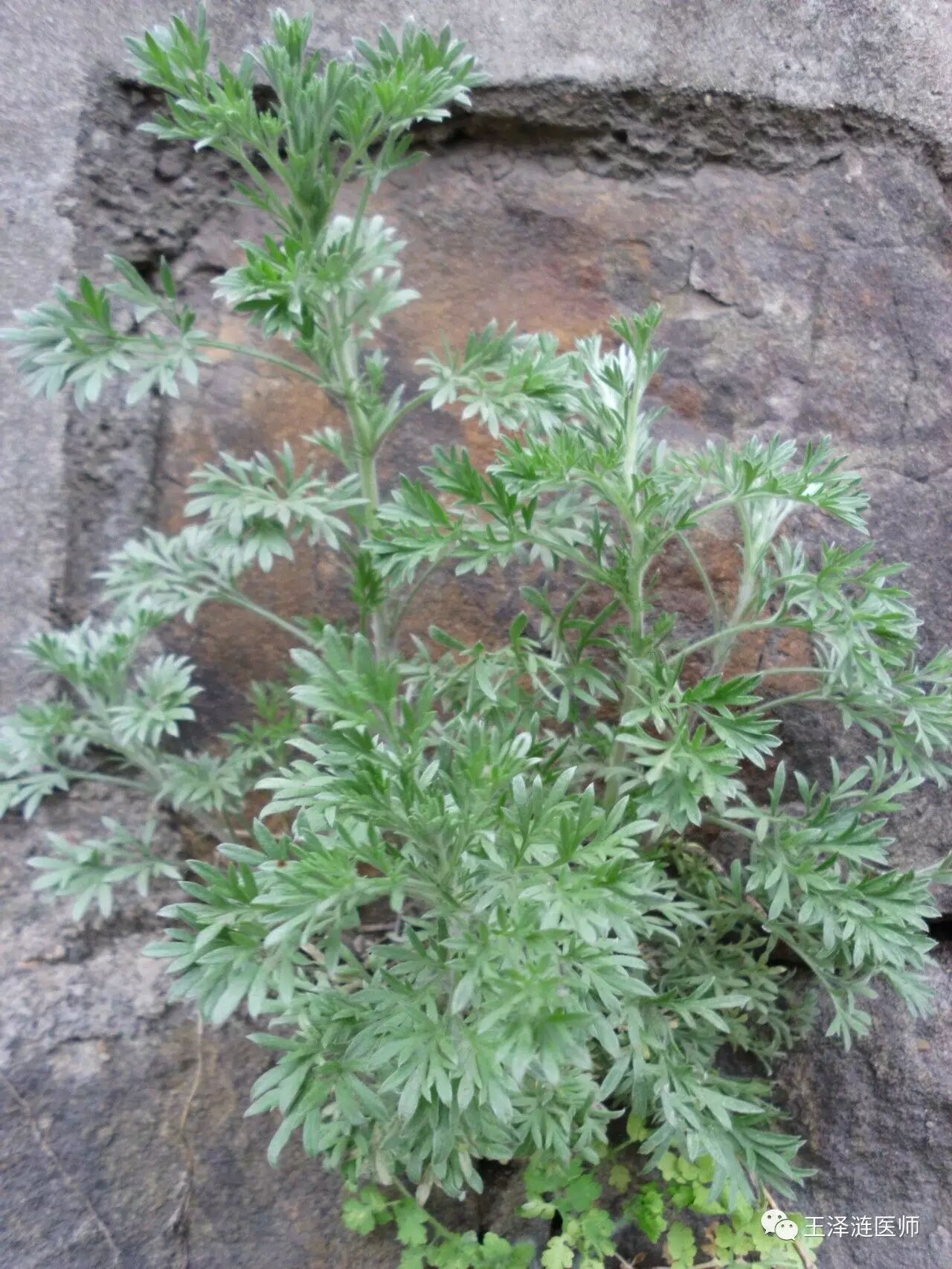 茵陈蒿为菊科植物茵陈蒿的幼嫩茎叶.