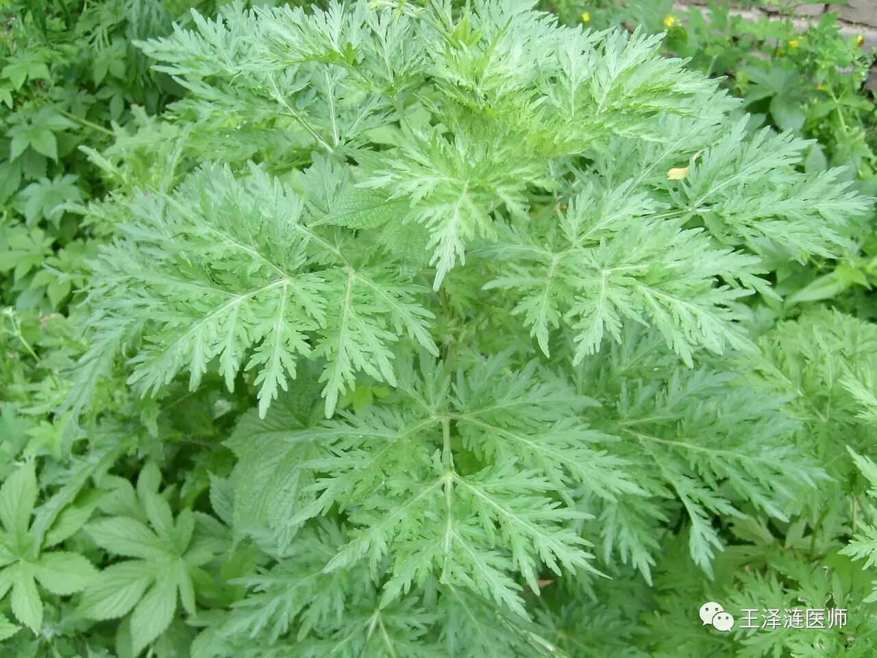 干燥的幼苗多揉成团状,灰绿色,全体密被白毛,绵软如绒.