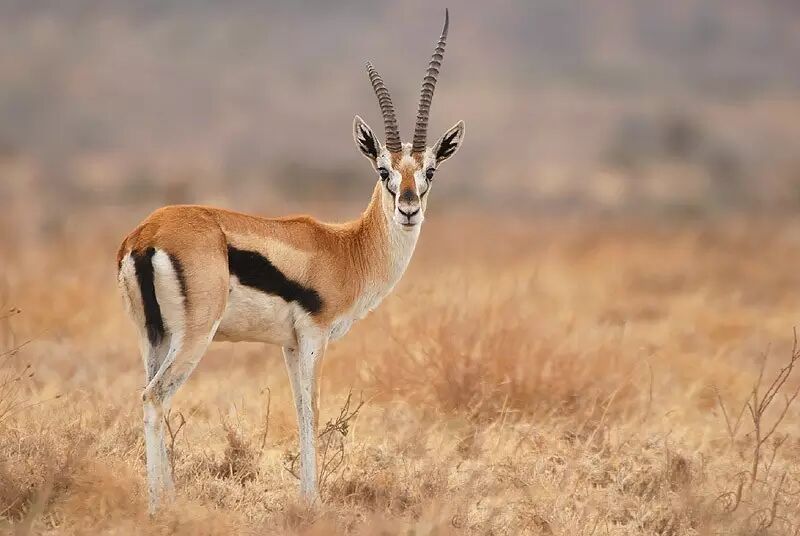 汤普森瞪羚(thomson gazelle)