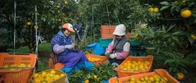 乡村文旅场景营造如何体现“在地性”？  这些案例不可不知