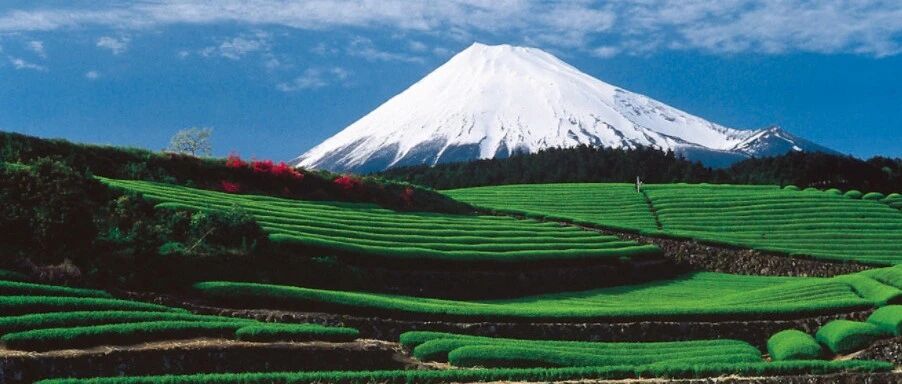 “茶旅融合”巨大发展潜力如何释放？日本“茶旅胜地”静冈这样做