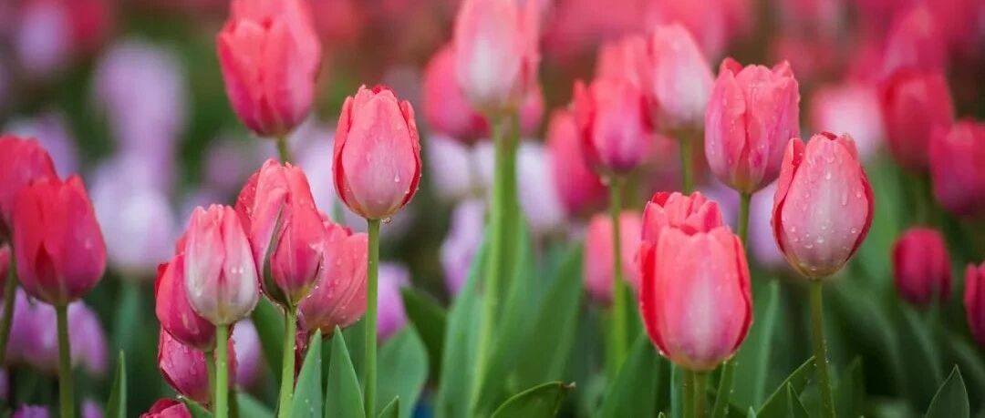 朋友圈刷屏，夜游、露营“蹭热度”，赏花经济如何“四季如春”？