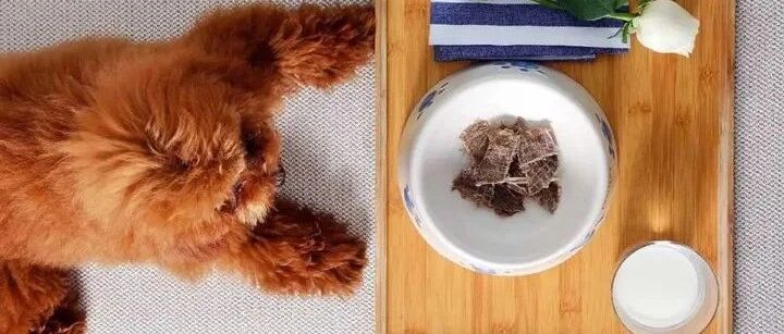 中国宠物经济规模将达5900亿元 旅游行业如何抓住“它经济”？