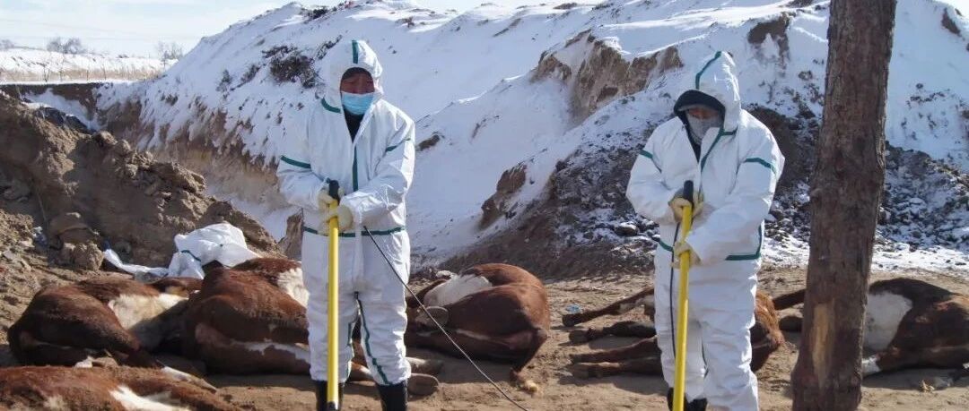 数千进口牛染疫，病毒究竟来自哪里？