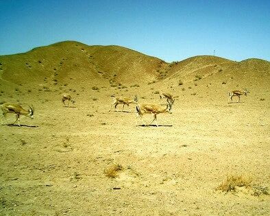 私入自然保护区非法猎杀鹅喉羚 被告被判刑3年