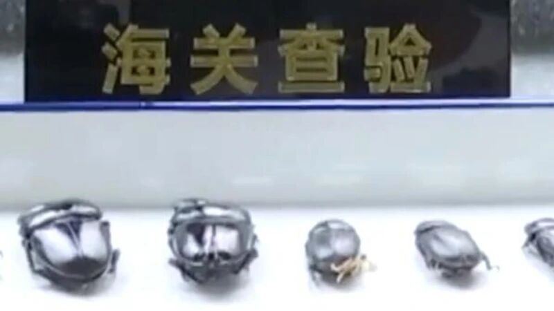 8只异宠偷渡入境热死了7只，海关截获后将销毁处理