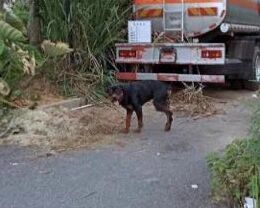 南昌8岁女童被大型犬撕咬致重伤 赔偿问题仍待解决