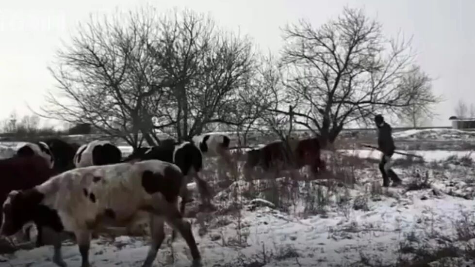 俄罗斯小伙每天爬8米白桦树上网课 自称从未掉下来过