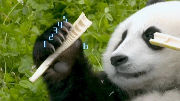 大熊猫有六根指头？真相是.....