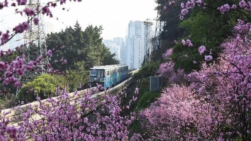 春意盎然 重庆列车穿行花海