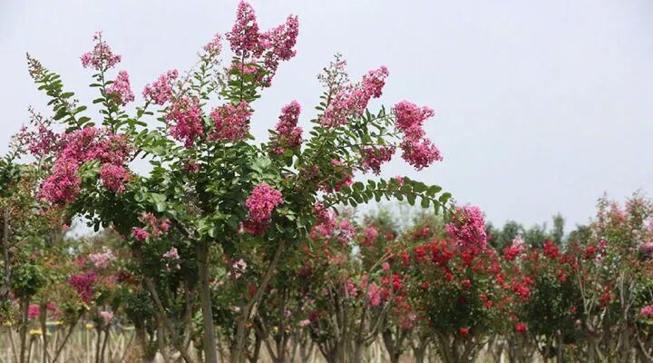 四个多月后 援鄂医疗队留下的“爱心林”开花了！