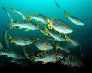 全球变暖对变温动物影响大 生长速度或变快