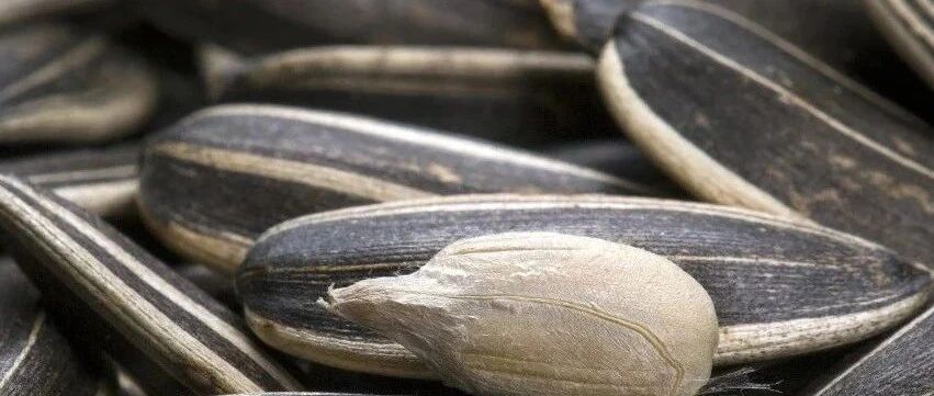 春节宅家嗑瓜子，根本停不下来？真相是……