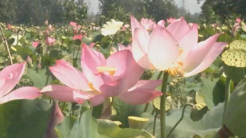 好运“莲莲”！江苏宿迁一荷塘连开三株并蒂莲