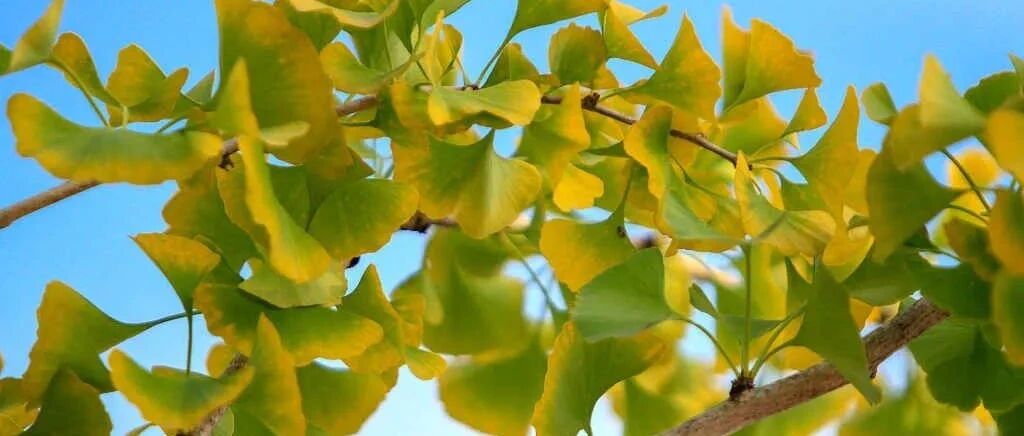 今日处暑！正是天凉好个秋！