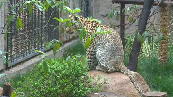 “罚没动物”去哪了？收容救护遇难题