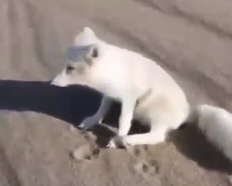 敦煌月牙泉景区首次出现白狐 工作人员：游客少接触