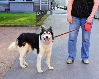 隔壁遛狗都不拴绳万一伤人怎么赔偿？律师这么说