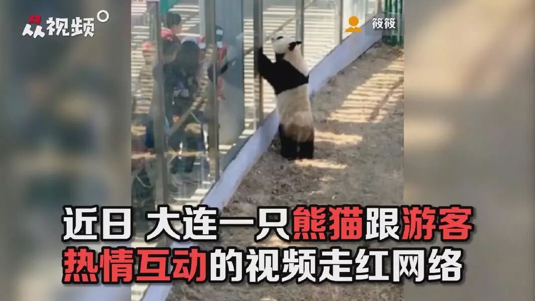 国宝宠粉时间到！辽宁大熊猫热情跟游客击掌互动