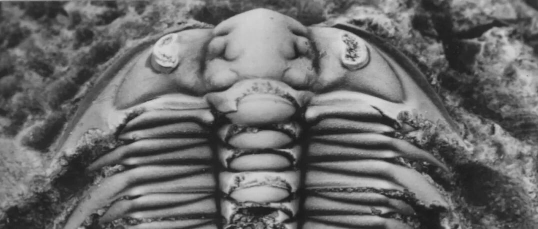 史上最大规模的生命灭绝事件，可能是因为它!