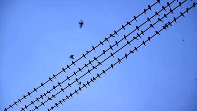 燕子聚会天空出现最美五线谱，居民：年年夏天来这里