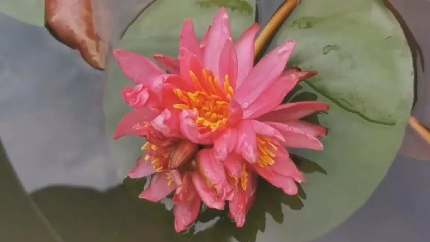 广州一旅游区长出七蒂睡莲 拟申请吉尼斯世界纪录