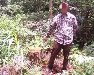 男子无证砍了8棵树 森林警察：罚款+补种40棵！