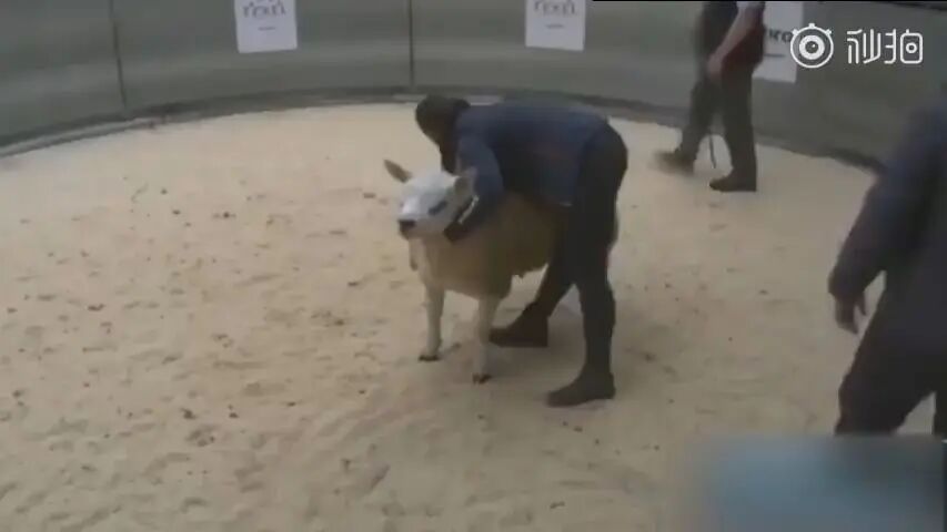 世界上最贵的羊！332万成交 不能用于宰杀