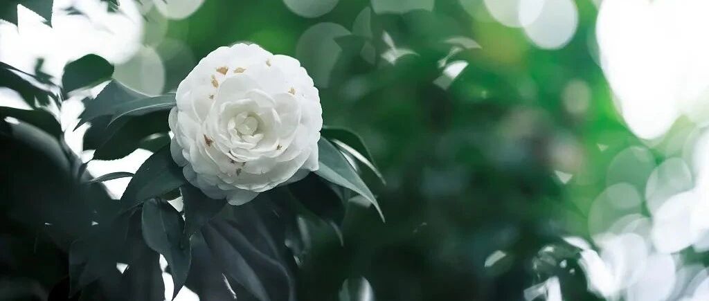 今日清明!我又想你了……