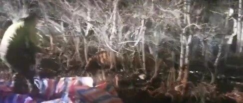 最新!进村东北虎被控制住了!(附视频)