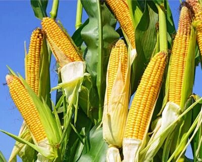 国内玉米供需形势不断好转 新粮陆续上市价格逐渐回落