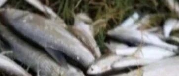 气愤！为吃3斤鱼，4男子投毒致2.2公里河段鱼类几近灭绝