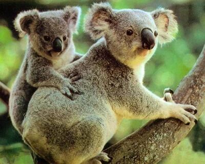 报告：2019年山火致澳新州北部考拉数量下降71%