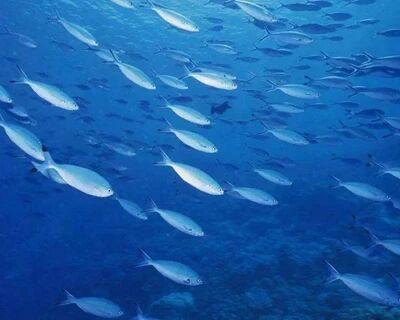 新的研究指出：新冠病毒或对海洋生物构成严重威胁