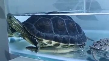 “史上最忐忑”开箱！乌龟因疫情被困快递盒60天，买家拆开惊呆了-青流视频的秒拍视频