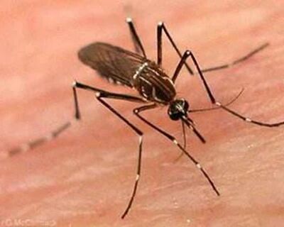 西媒：为什么有些人被蚊子咬的包会比其他人大？