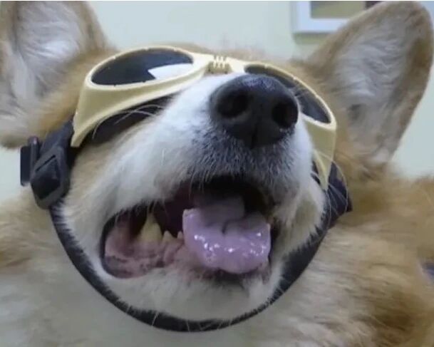 宠物也针灸、面部识别……市场规模或超2400亿元