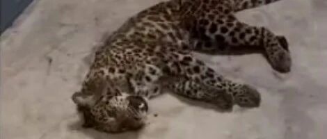 杭州野生动物世界金钱豹逃脱案，一审宣判！