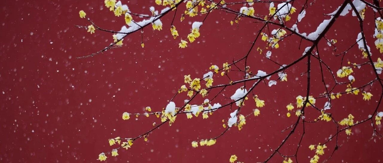 今日小雪！愿与你共白头......