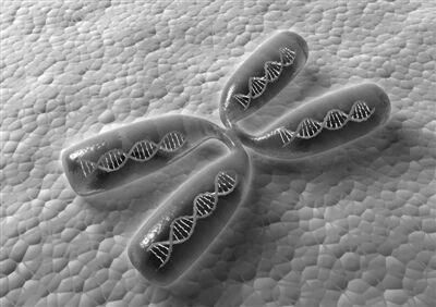 人类基因组草图再添细节 X染色体被无死角解码