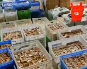 农田中生产？警方查获假冒“网红月饼”涉案金额3000余万元