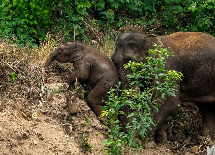 大象“回家”了！这段旅程，也太精彩了......
