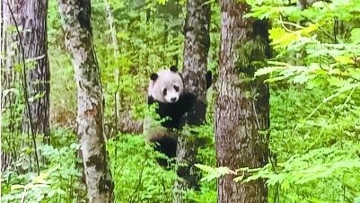 秦岭主峰5年来首现野生大熊猫，巡视员10米内拍下上树瞬间